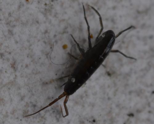 Arcitalitrus dorrieni
